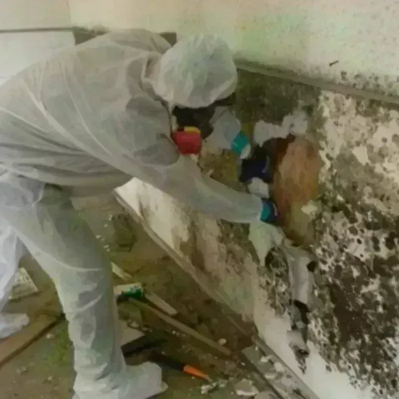 Mold Remediation and Removal in Cumberland, MD